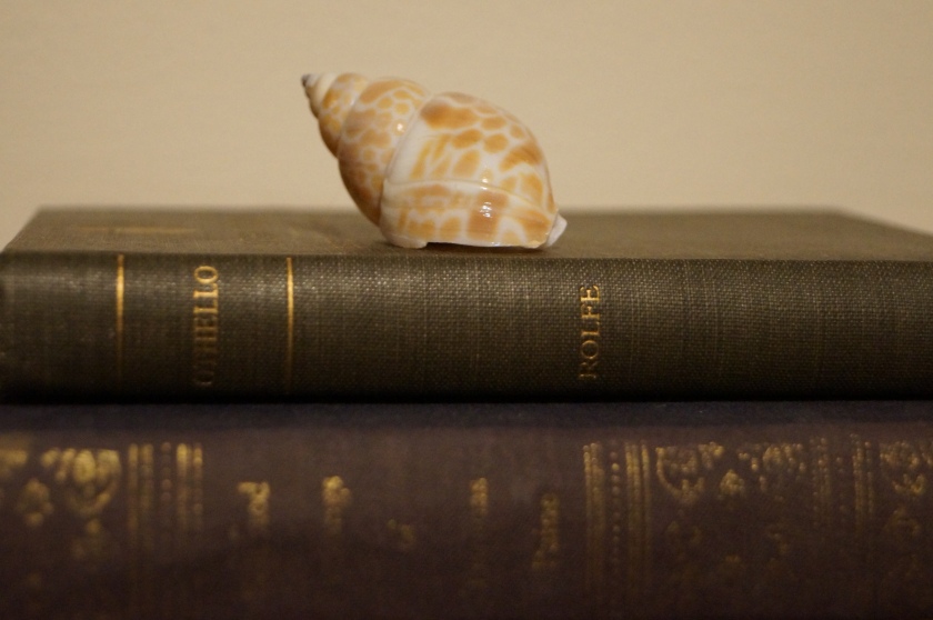 snail shell as home